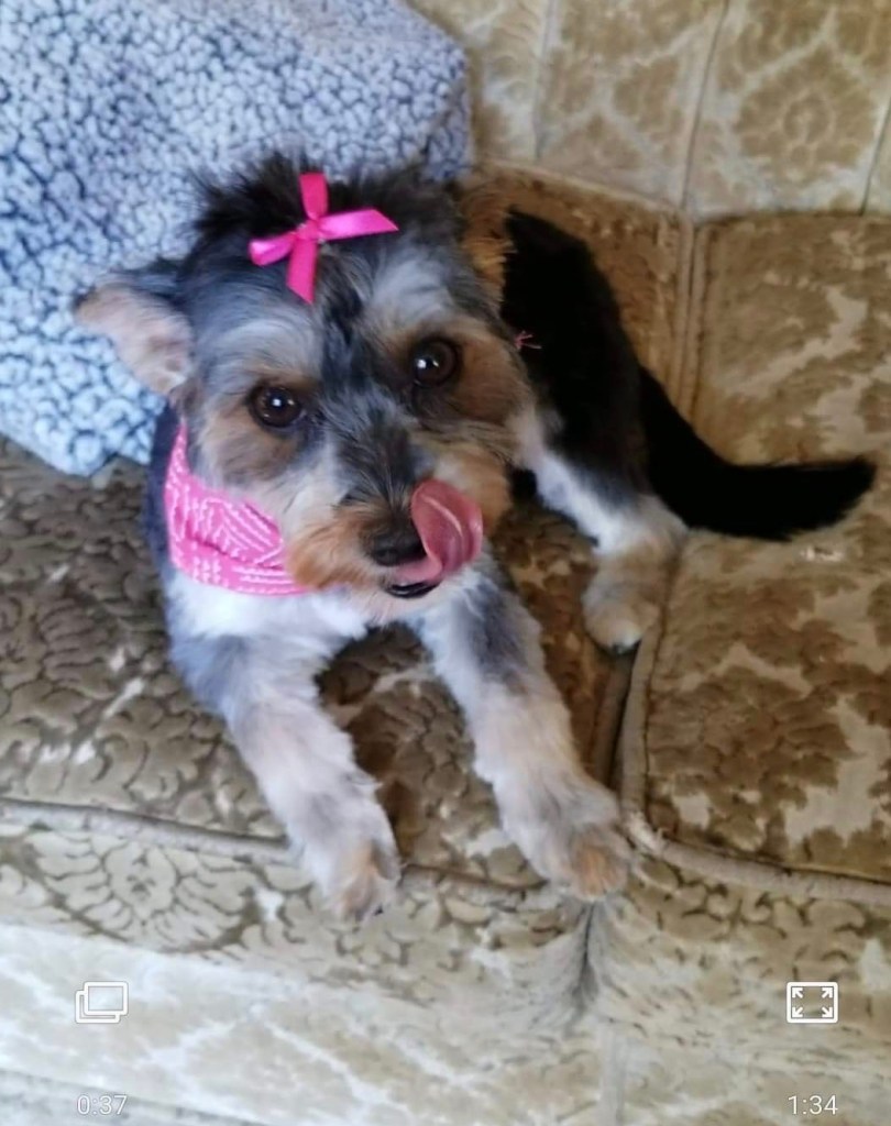 Adorable Terrier that gives me a cuteness overload!