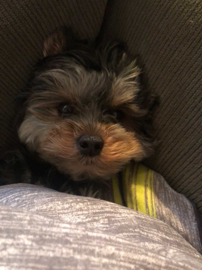 Puppy induced motivation