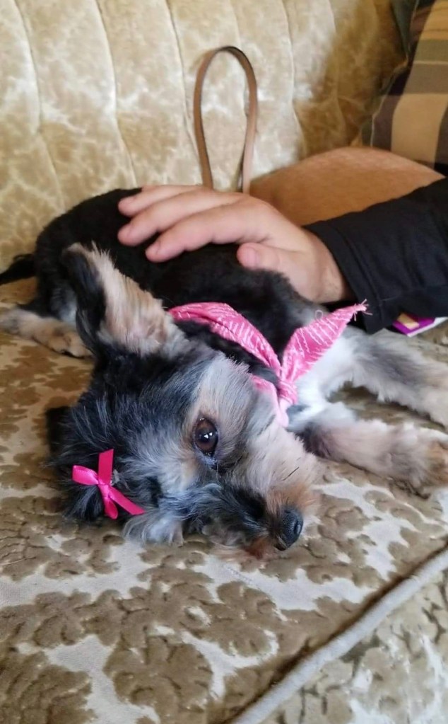 A tiny princess back from the groomers!