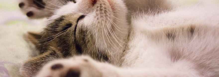 animal cat face close up feline