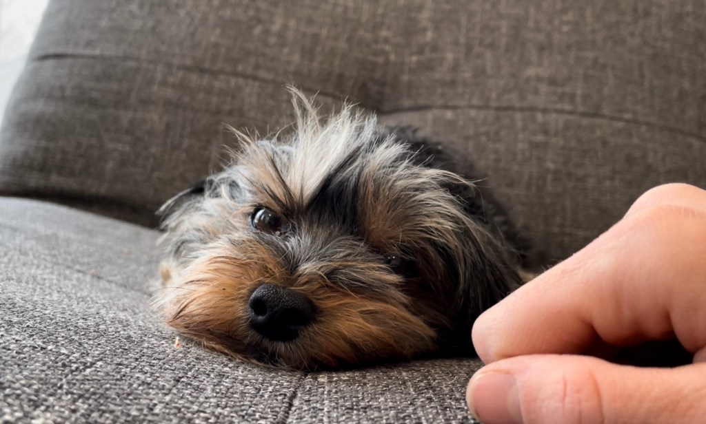 yorkie adorable cute yorkshire terrier dogs puppy
