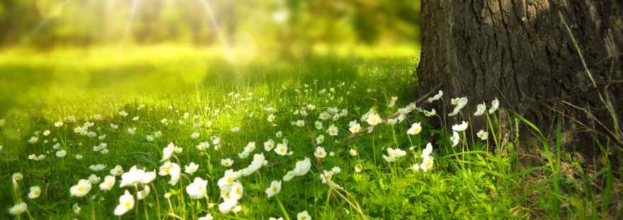 wood light vacation picnic