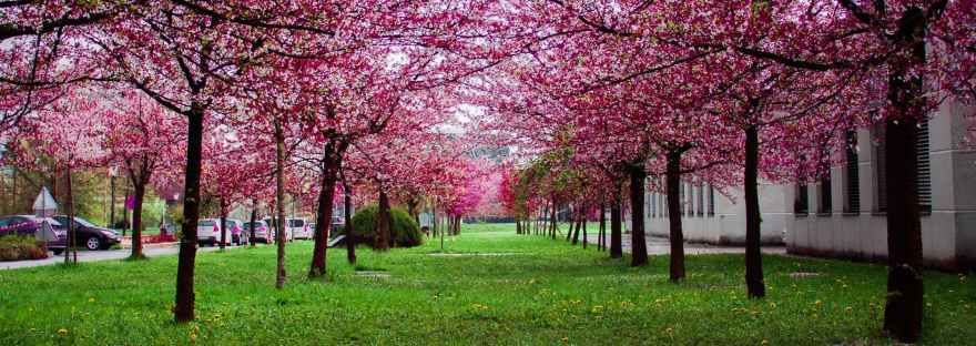 pink leafed trees on green grass field