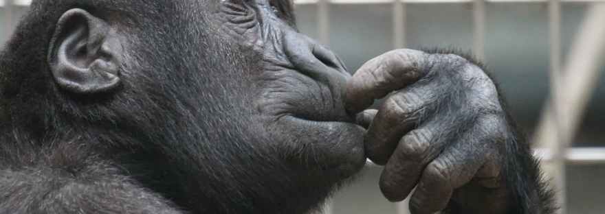 view ape thinking primate