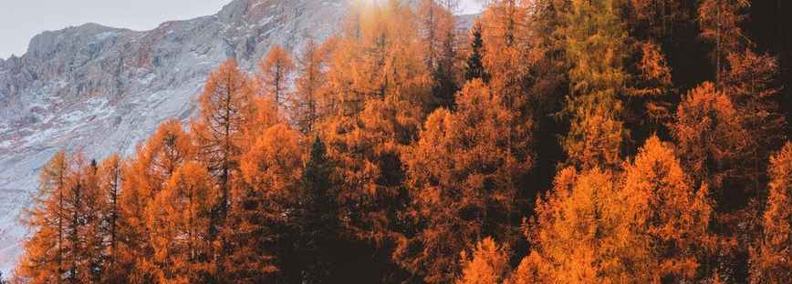 aerial photography of orange trees