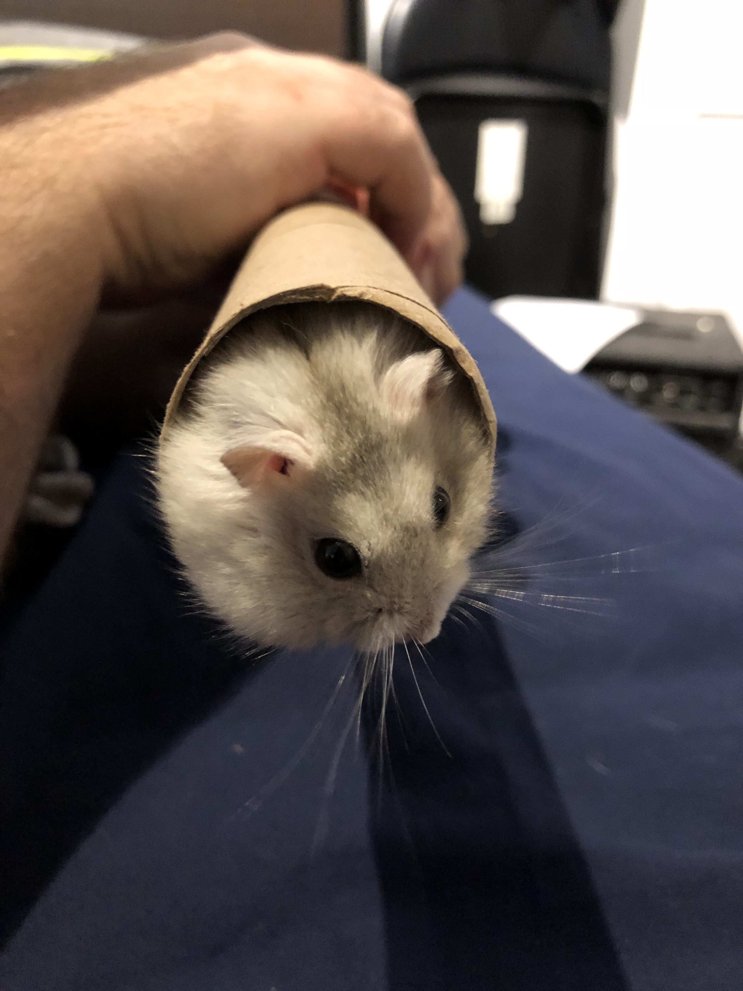 Cute little hamster fluff ball / pom-pom enjoying her simple tunnel! 